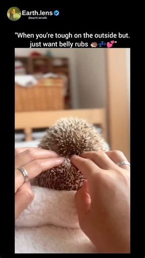 earth videos on Instagram: "1. Species & Origin: It's a hybrid of two African species: the four-toed hedgehog and the Algerian hedgehog. Native to central and eastern Africa, but bred worldwide as pets. 2. Size & Appearance: Small in size, typically 5 to 8 inches long. Covered in short, sharp spines (not barbed like a porcupine). Their bellies are soft and fur-covered. Known for their cute faces, little paws, and round shape when curled up. 3. Behavior: Nocturnal – active during the night. Shy b