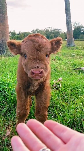 Adorable Highland Cow and Calf Cute Compilation