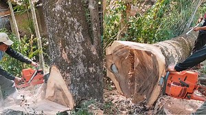 Removing Massive Tree With Expert Chainsaw Work