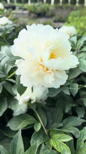 Peonies in pots. Bowl of Cream variety.