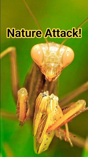 Praying Mantis Eating Insect Close-Up – Shocking Nature Short I NATURAXIS #Naturaxis