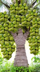 11K views · 90 reactions | The best and easiest technique for planting and growing coconut trees. #gardening #coconut #reelsviralシfb | Tree Garden | Facebook
