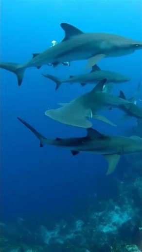 Hammerhead sharks ambush #DeepSeaSecrets #OceanMystery #UnderwaterDiscovery
