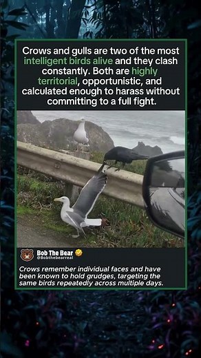 Why Crows and Gulls Are Always Fighting