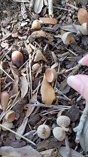 Acornians looking for forever homes! #polymerclay #supersculpey #fantasy #ooak #polymerclaytutorial #polymerclayartist #polymerclayart