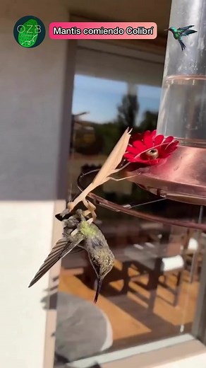 Mantis Religiosa comiendo un colibrí 🪶🤯 #insecto #colibri #mantis #comida #alimento #naturaleza | El Biologo X