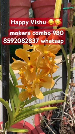 Mokara combo 980 #orchidlovers #dendrobium #orchidcombo