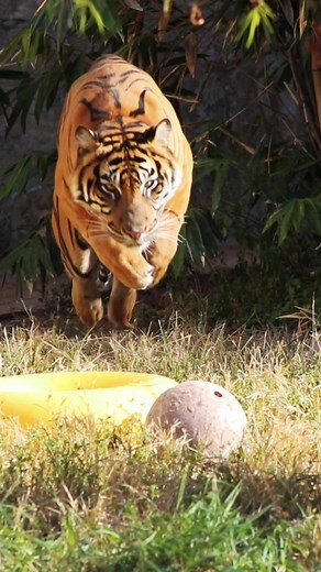 Ja’Malle Perfects His Pouncing Skills at Kira's World Exotics Mini Zoo!