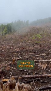 147K views · 5.1K reactions | FAQ #13: Why don’t you use a mosquito head net ? Answer : Mosquito nets can be a good thing when the bugs are really bad. Although it reduces the visibility by a lot and it becomes harder to locate the planted trees. Also, at this time of the year there is actually not that many bugs out yet, so we are still safe! #trees #treeplanting #treeplanter #planttrees #plantingtrees | Antoine Moses | Facebook