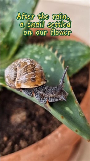 Cute snail 🐌🪴🤩 #shorts