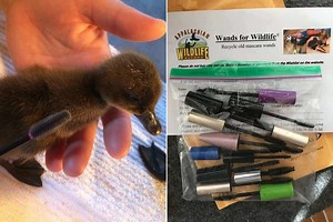 Beauty lovers urged to donate MASCARA WANDS to Scots animal sanctuary