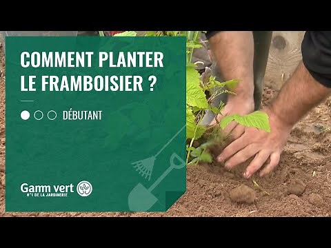 [TUTO] Comment planter un framboisier ? - Jardinerie Gamm vert