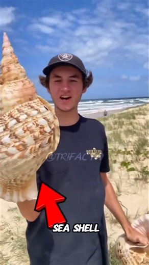 😱Here are 3 Shell Venomous #facts