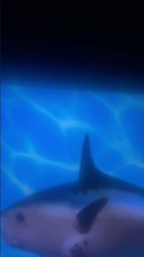 SpongeBob intro fandub aidendish utisbs