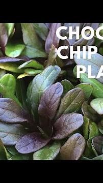 Chocolate Chip Ajuga - TN Nursery
