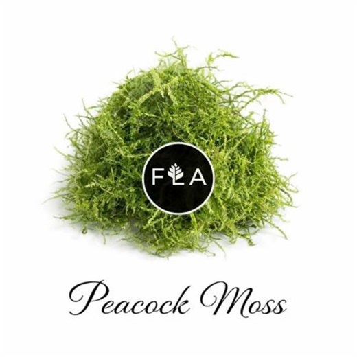 BUY 2 GET 1 FREE Peacock Moss - Easy Live Aquarium Pond Aquatic Plant - Etsy