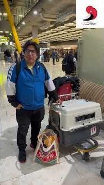 Cómo viajar con tu perro en avión paso a paso de forma legal y segura #vuelos #mascotas #birds