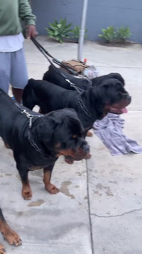 RamboRetro on TikTok