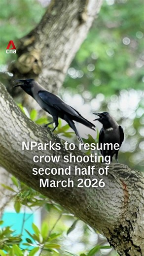 The National Parks Board (NParks) will resume crow shooting operations from the second half of March, Minister for National Development Chee Hong Tat said on Monday (Feb 23), after consultations with the Ministry of Home Affairs and the Singapore Police Force. The operations were halted in 2020 after stray pellets from shotgun rounds struck nearby homes. However, authorities say alternative measures — including trapping, nest removal and reducing food sources — have not been sufficient. Complain