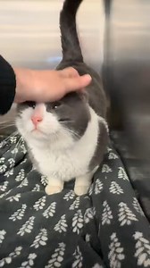 60K views · 10K reactions | Pet Insurance that just makes sense. | Lemonade | Facebook