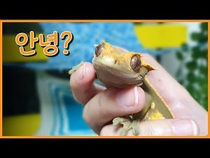 도마뱀 핸들링하다가... [크레스티드게코]