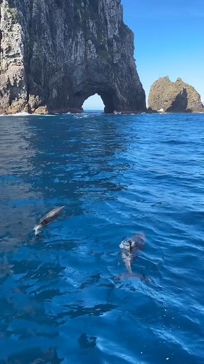 Spotted: The Bay of Islands’ cutest locals making a splash! 🐬🌊 ig// @fullersbayofislands | Grand Pacific Tours