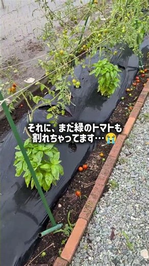 【農業日記#43】😭大雨で割れたミニトマト。今からでも「雨よけ」作るべき？🍅☔️