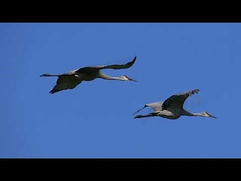 Sandhill Cranes in flight with call