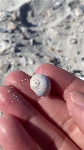 Sharks Eye Seashell Find #shorts