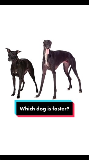 Which #dog is faster? #whippetdog #greyhound #whippetsoftiktok #greyhoundsoftiktok #race #dograce #sighthound #hound #race
