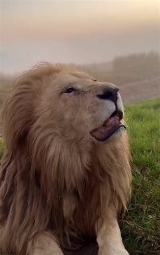 Male lion growling!#lion #wildlife #kingofthejungle