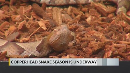 Rising temperatures bring out copperhead snakes in Eastern NC