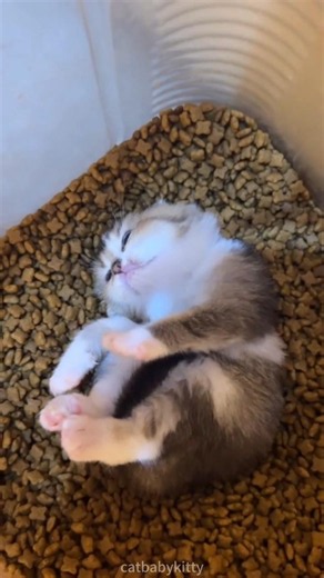 Pretty little kitty♥️🐱 #kitten #cat