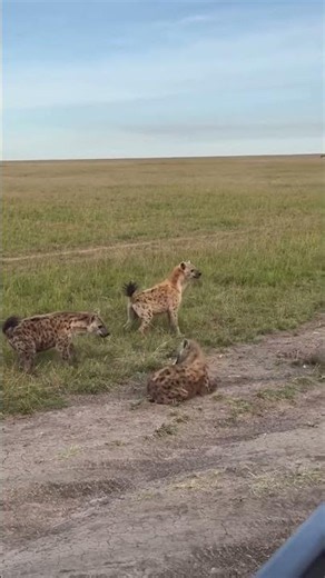 Hyenas fighting amongst themselves