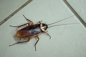 Scientists Created Creepy Living Cyborg Cockroaches That Can Be Remotely Controlled - BGR