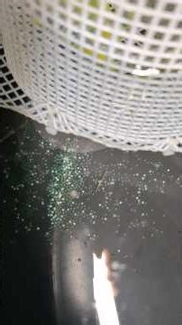 Day 2 Zebra Fish Breeding #zebra #breeding #telugu #shortsfeed #trending #viral