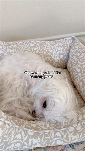Friendship Written in Fur and Love 🐶🐶 #maltesedog #friendship #doglover #wemissyou