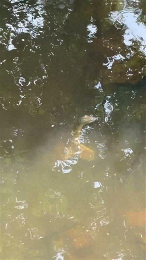 Soft Spiny Shell Turtle. Muscatatuck National Wildlife Refuge 061426