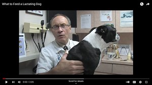 What to Feed a Lactating Dog - Canine Welfare Science