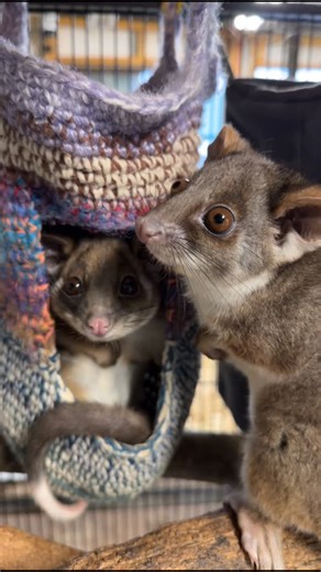 Josh Neille on Instagram: "Happy New Year legends 🎉 Welcome to 2026. Kicking the year off just before work, running around feeding all the critters. It’s pretty quiet in the house after a few New Year’s Eve celebrations — Ashlee’s still sound asleep, Amber’s crashed with a couple of her friends — but the animals? Wide awake and ready to roll 😅 This morning was all about feeding our two little ring-tailed possums that came in around four months ago. One was attacked by a cat, the other lost its