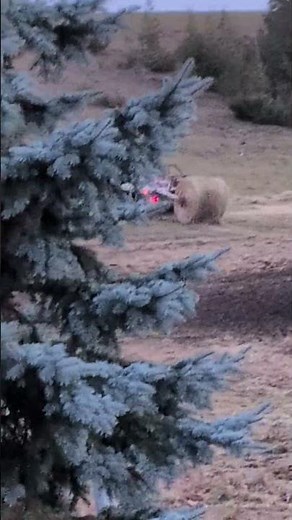 Spreading hay in field for livestock