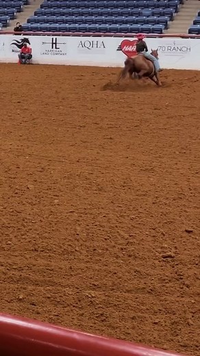 Equestrian Skills Showcase: Rider and Horse in Action