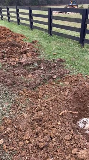 Tree Planting Tips and Techniques for Success