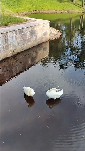 This Swan Couple Will Melt Your Heart