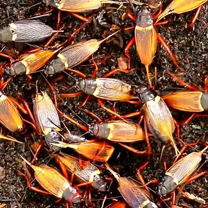 4.4K views · 51 reactions | Inside the Cockroach Medicine Factory How Billions of Cockroaches Become Kangfuxin (Full Process) #MedicineFactory #HowItsMade #FactoryInside | Turbo Process | Facebook