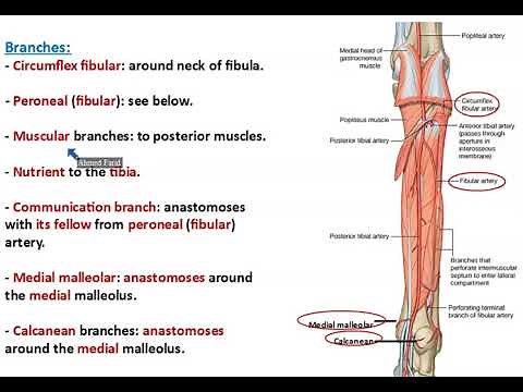 Posterior Tibial Artery and Plantar Arteries - Dr. Ahmed Farid