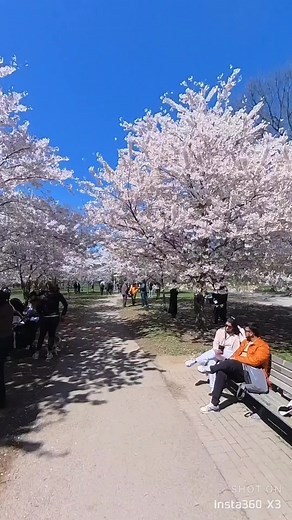 شکوفه های گیلاس، تورنتو کانادا 🇨🇦 #cherryblossom