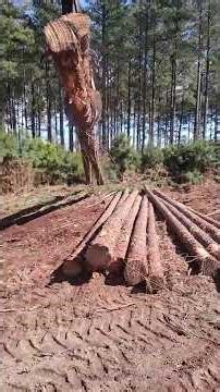 load em down #tigercat ##logging #loaderman