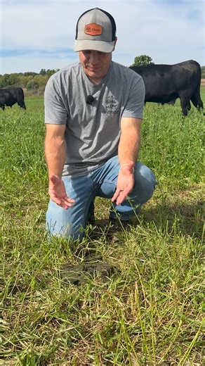 Wanda Farms on Instagram: "We love investigating cow pies 🐂💩🌾 Looking at the consistency gives us a lot of information on how are cattle are doing to ensure we're rotating them on our pastures efficiently, and producing the best beef we can! Thank you for following along our journey! Drop any farm animal + regen ag questions you have for us below👇🏼"