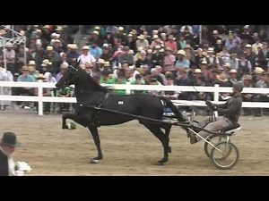 Sting Like A B K Selling at the 2022 Memorial Trotting Sale
